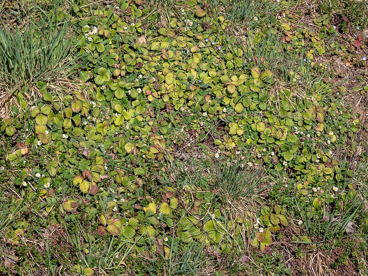 Habitat B&ouml;schung